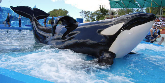 Mundo Marino